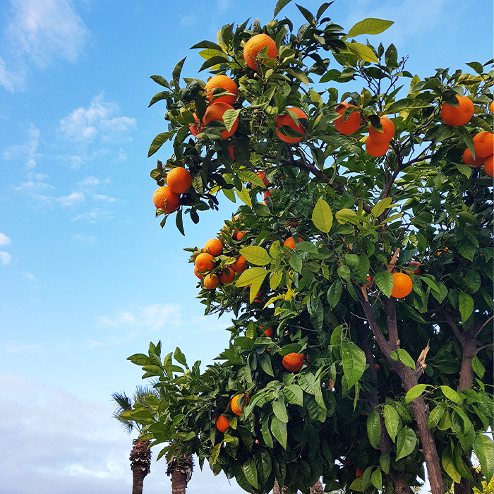 mandalina festivali