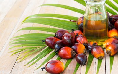 Palm Yağı Nedir?